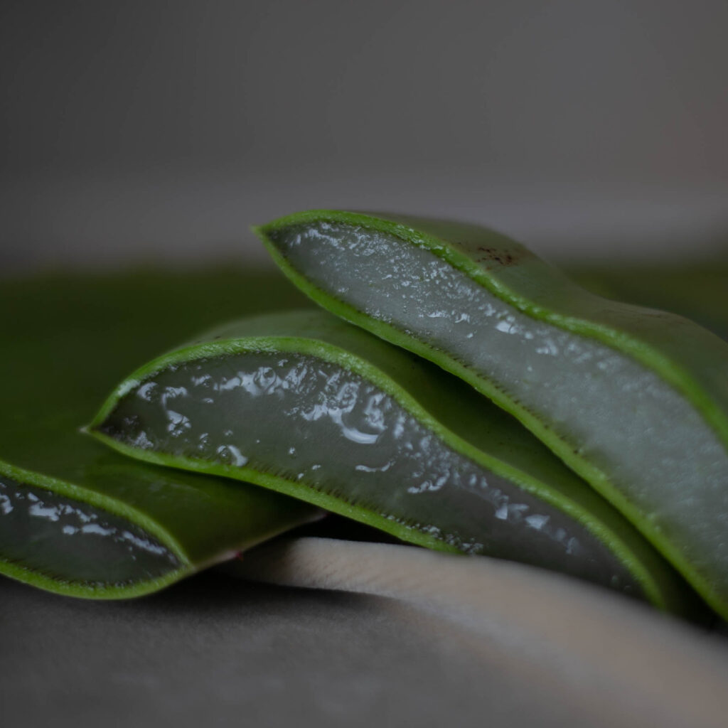 Drei angeschnittene Blätter der Aloe Vera